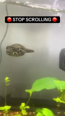 Have a break #fyp #foryoupage #viral #fish #fishtok #fishtank #aquarium #cichlids #pufferfish #turtle #turtles #communitytank #relax #brainbreak 