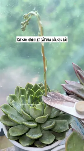 Tại sao mình lại cắt hoa của sen đá? #vuonsennhayune #vuonsennhayu #senda 