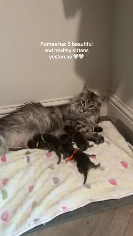 4 boys and 1 girl! We still don’t have a litter theme picked out so drop your suggestions below! #kittens #mainecoon #mainecoonkittens #kittenlovers #cutekittens #foryou #fyp 