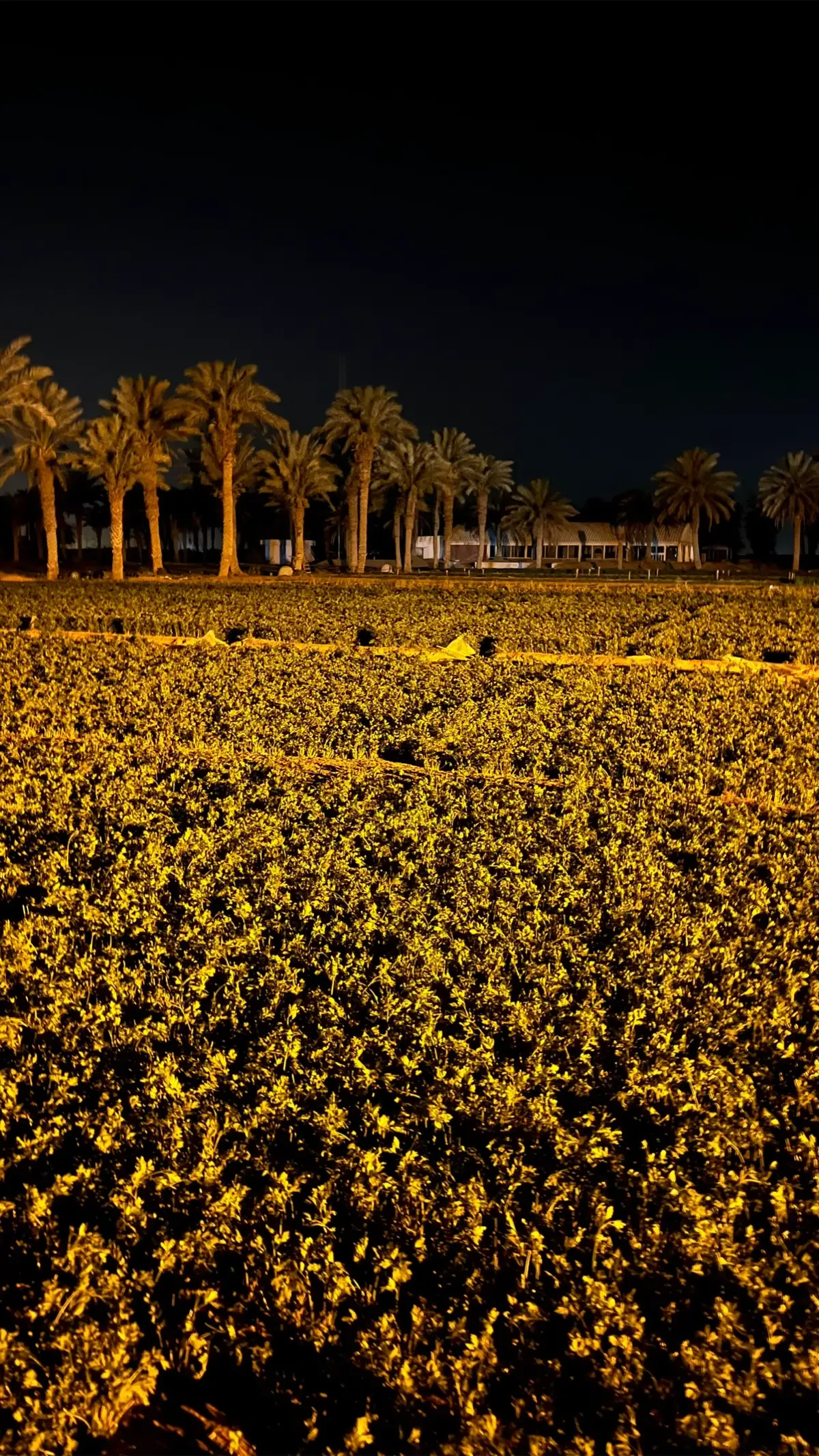 المزرعه🌴📍 #الخرج #مزرعه #اكسبلورexplore #ليل #احتراف #عشب #شاهي #برج 