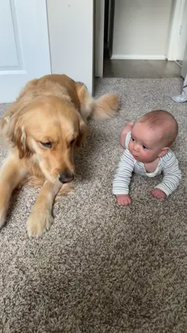big brother teaching him to crawl :’)                                                #dogandbaby #brothers #BestFriends #baby #goldenretriever #cute 