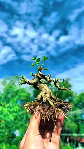Bé Hương #bonsaisieumini #bonsaivietnam #bonsaiart #samhuongmini 