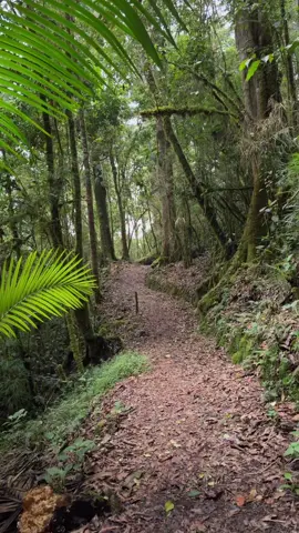 #forest #Hiking #costarica 