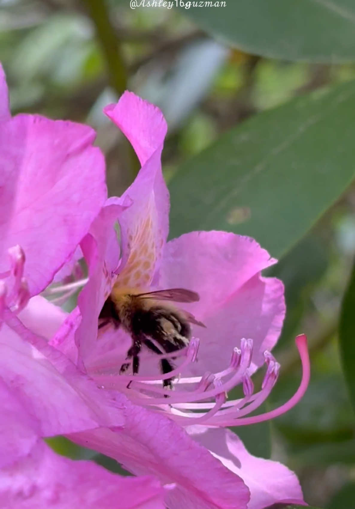 🐝🌸💕✨  #bee #abeja #aesthetic #scenery #sceneryphotography #frasesinspiradoras #frasesmotivadoras #frasesaesthetic #frasesdetodo #frasesbonitas #frasesdelavida #dios #diosesbueno #missueños #mislogros #logros #sueños #scenery #fypシ #foryoupage #fypシ゚viral #paratii #fypage 