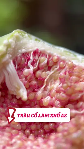 Trâu cổ làm khổ AE#nhàthuốchảiphongđường #trâucổ_tươi_khô 