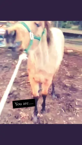Forever My Girl 😍❤️😘 #WaitForIt #WorthIt #foals #WorthTheWait #ForeverMine #fromthistothis #mygirl #memories #raisinghorses #agirlsbestfriend #trendingvideo 