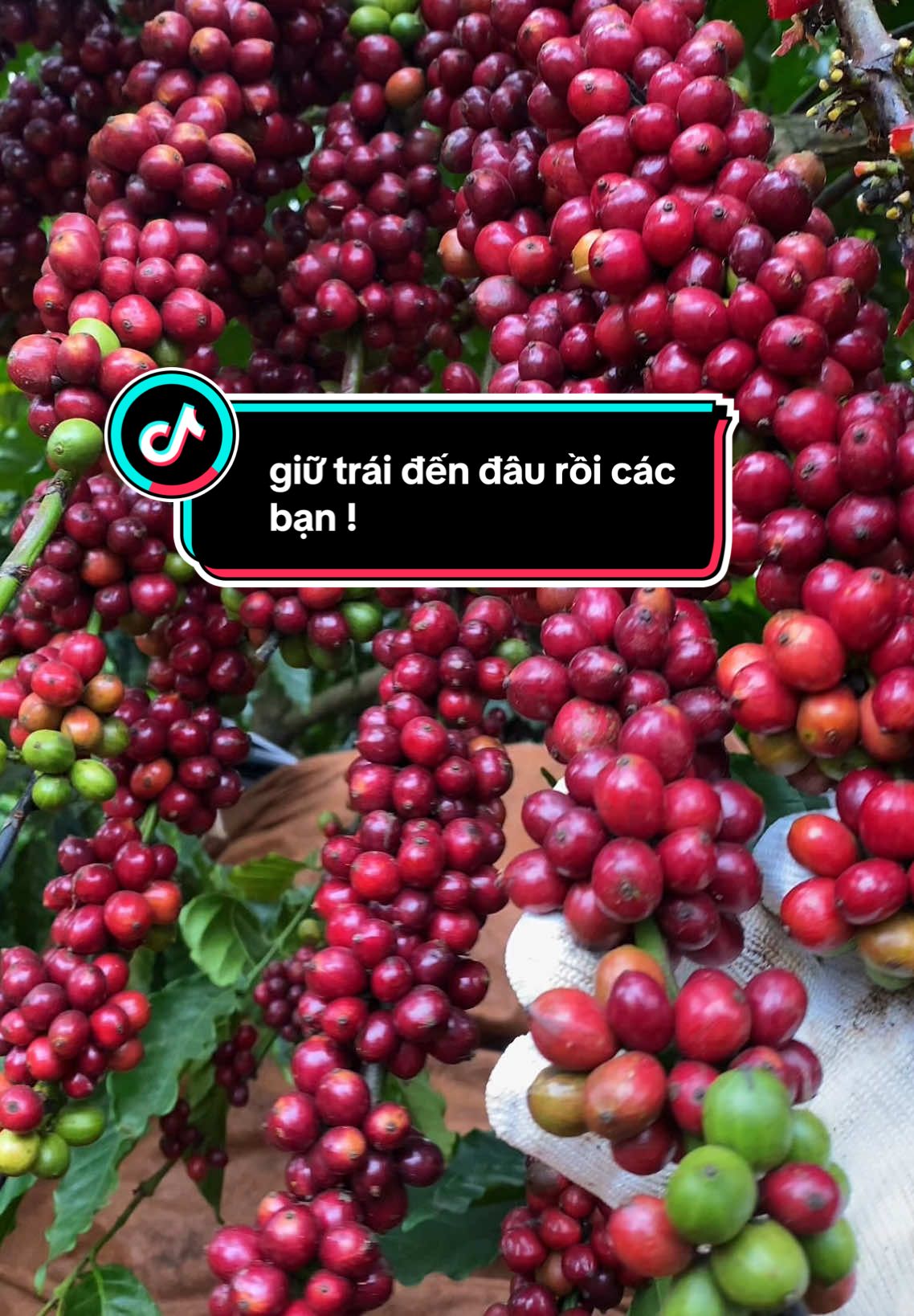 trái năm nay sao rồi mấy fen !!!#xuhuong #nôngdân #nongsan #càphe #lamvuon #nongnghiep 