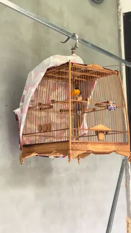Lại chuẩn bị muốn lừa chủ rồi đây mà cuốc sắp cụt chân với các bịp vương.có bác nào giống e không #chàomaohotđấu #xuhuong #chàomao 