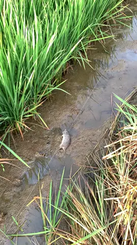 pagi ini di sambut dengan 40 ekor🐭🐭🐭🐭🐭#setrumtikus #petanisawah🌾 #petanisawitsulawesiselatan💪 #fypage 