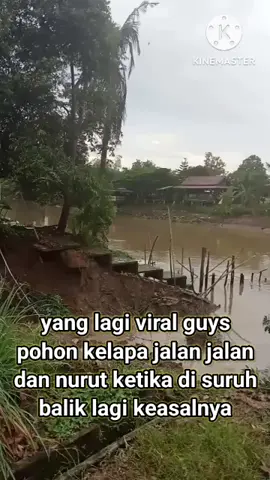 pohon kelapa yang lagi viral #videoviral #tiktokviral #penampakanhantu #penampkannyata #kiamatsudahdekat 
