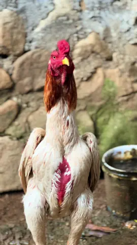 NINJA 🥷🏻 #pluckerwhiteking #plucker #bangkok #bangkokthailand #ayambangkoksuper 