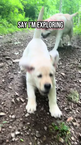 They are doing so great with their pack walks #puppy #dog #dogsoftiktok #cute #labrador 