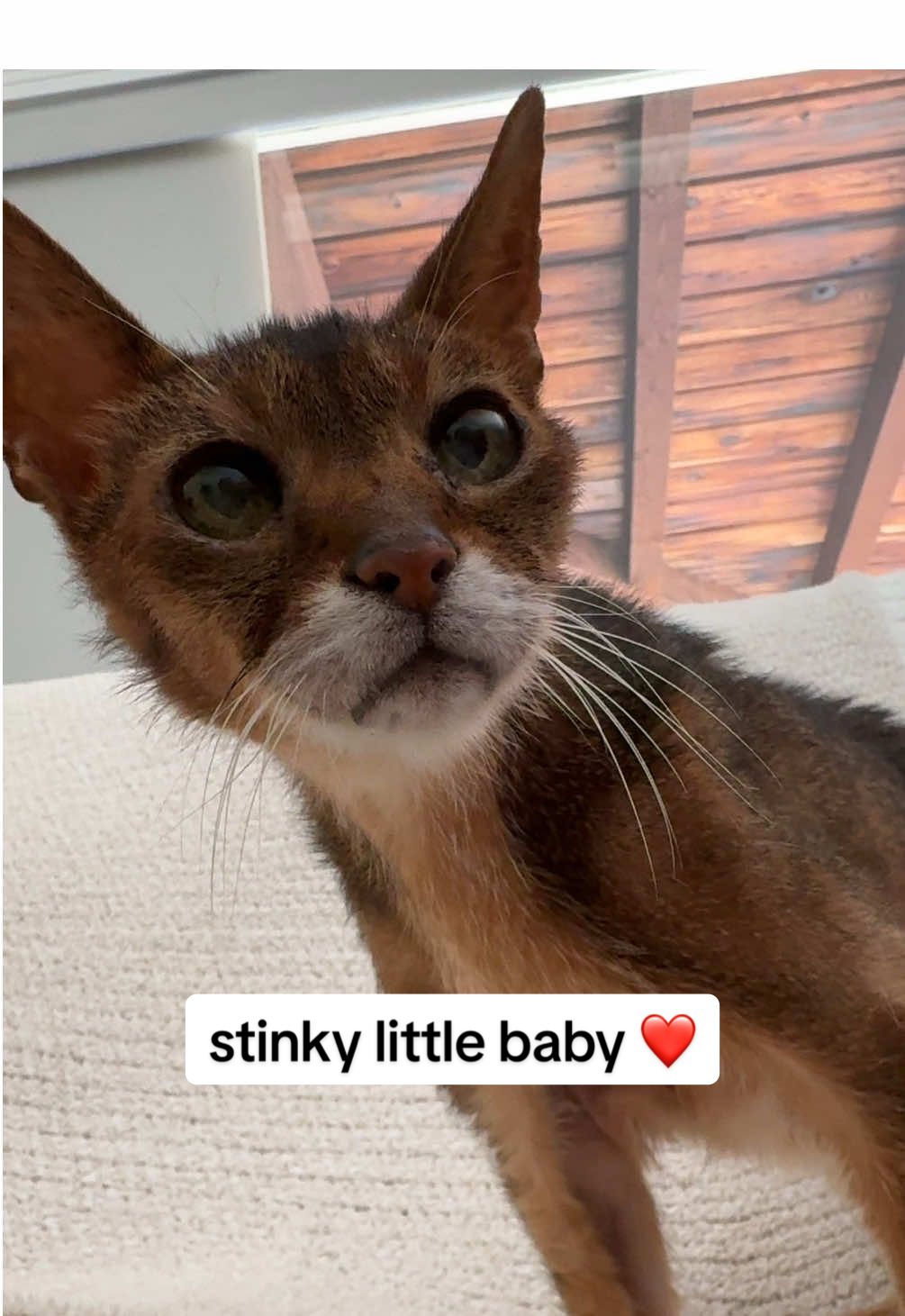 Felix says he is NOT a stinky baby 😾 #catsoftiktok 