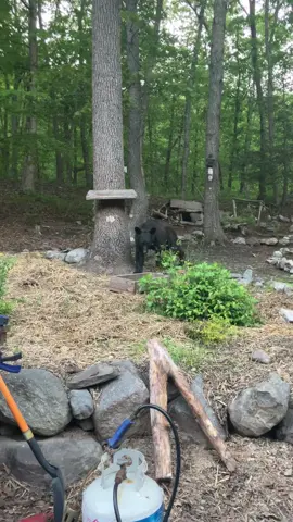 My backyard everyone. And no there’s no bird food/food out my mans smelled the bbq and came down. #blackbear #bears #fyp 