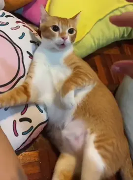 The cat’s reaction was surprising #cat #cats #fyp #Funnycat #funnyvideo #usa #foryou #funny #catsoftiktok 