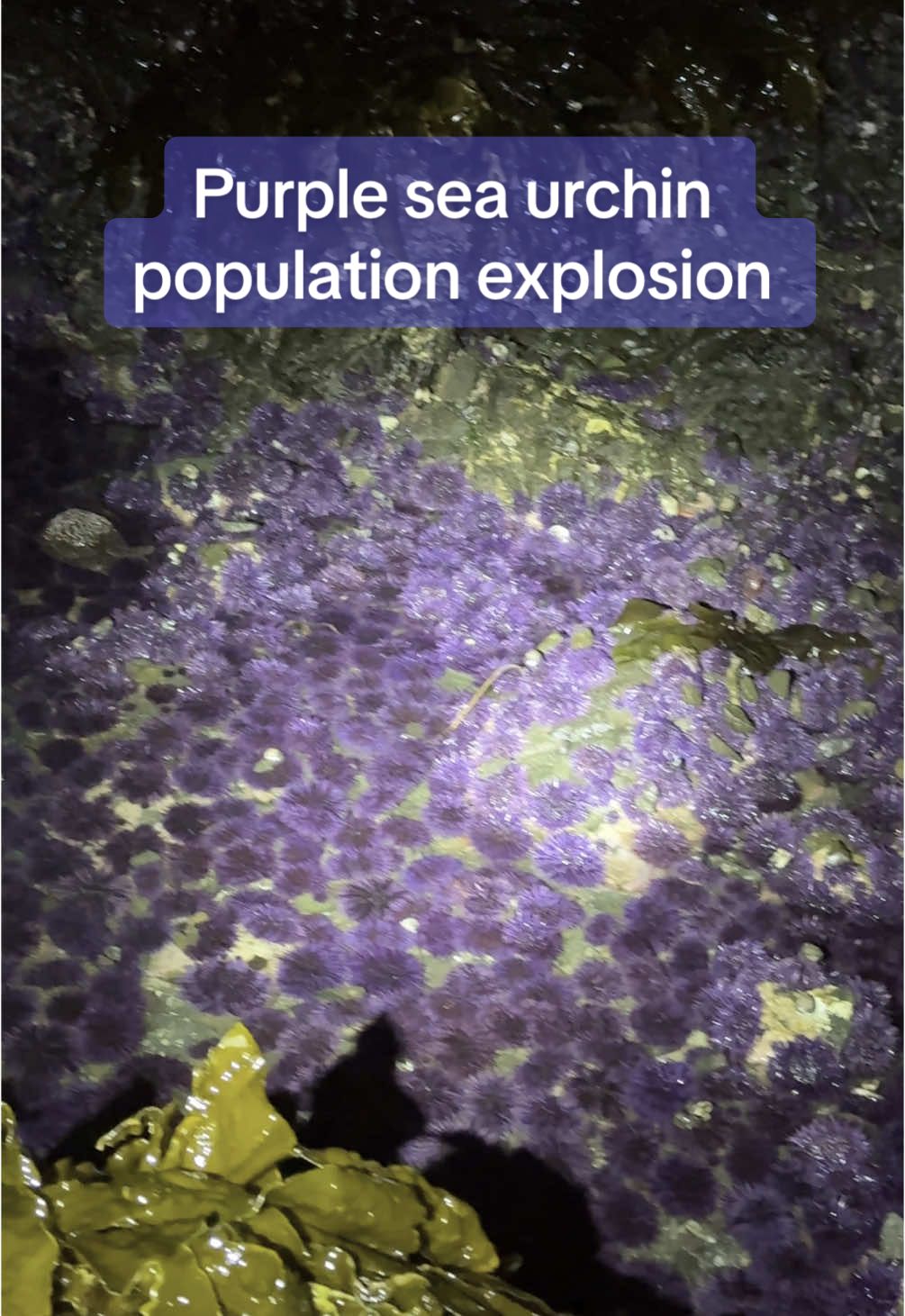 Replying to @michael_543 Remember - urchins aren’t the problem, just a symptom of a much larger one 🤓 #seaurchin #urchin #urchinbarren #uni #restoration #kelp #kelpforest #endangeredspecies #marinebiology #scuba #aquaculture #seastar #starfish 