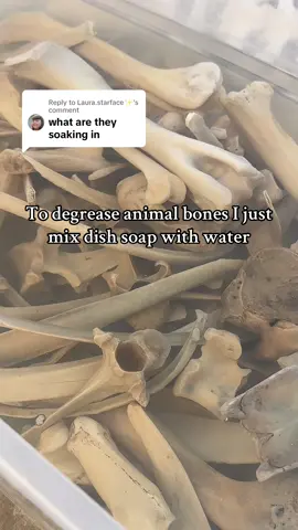 Replying to @Laura.starface✨️ plastic storage tubs and 5 gallon buckets are great for holding everything too!  #animalbones #vultureculture #odditiesandcuriosities #bones #curiocollection #bonecleaning 