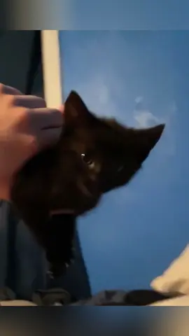 Cats learn to talk like people 🐱🥰🥰#cat #funnyvideos #funnycats #pets #cats #catspeak 