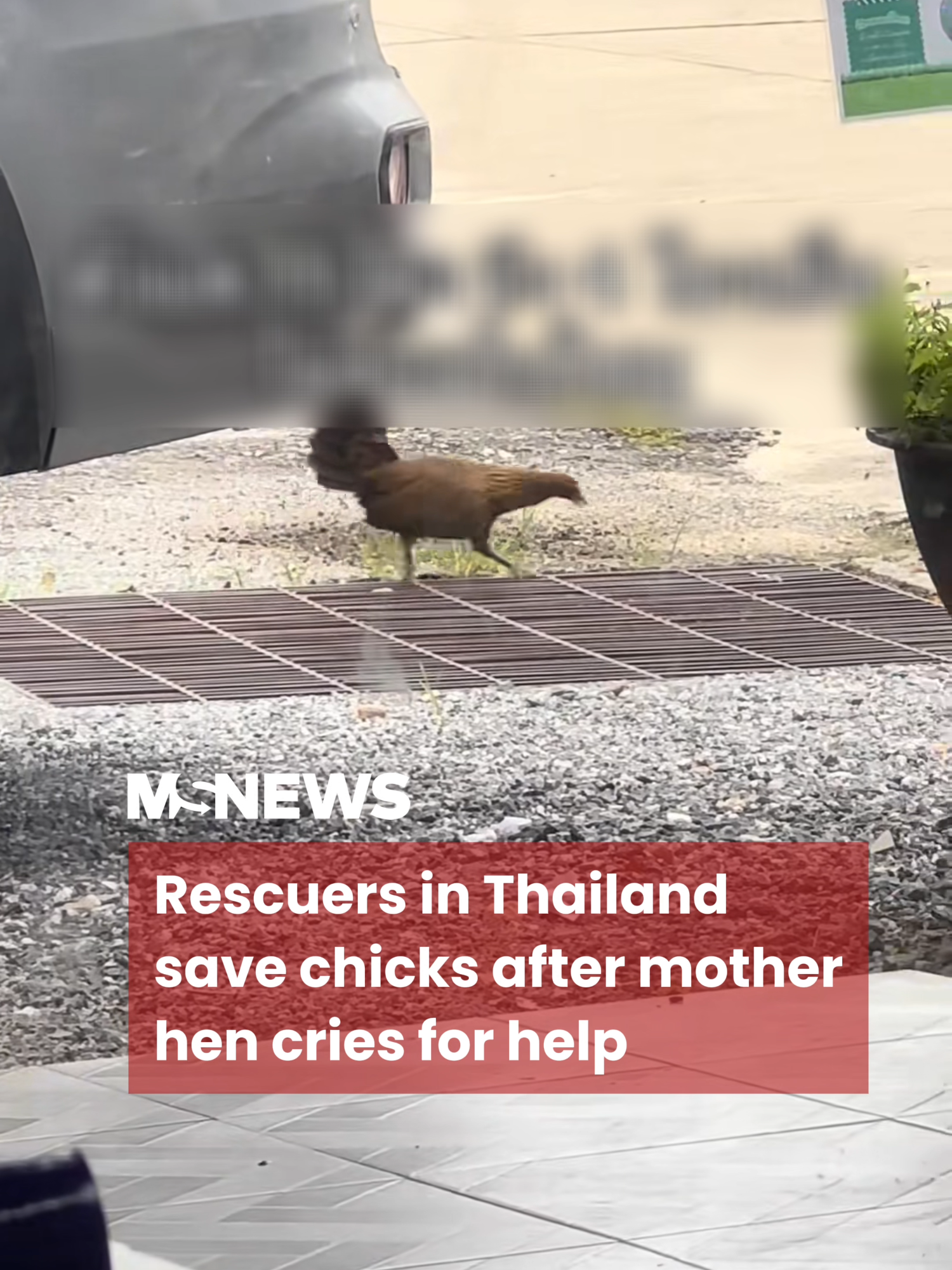 The hen stayed by the drain for hours, calling out for help. #mustsharenews #tiktoksg #fypsg