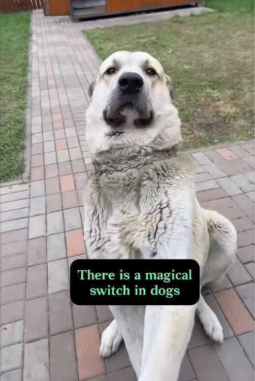 There is a magical switch in dogs 🐕 #funnydog #fyp #dogsoftiktok #foryou #lovedogs #puppy #cutedog 