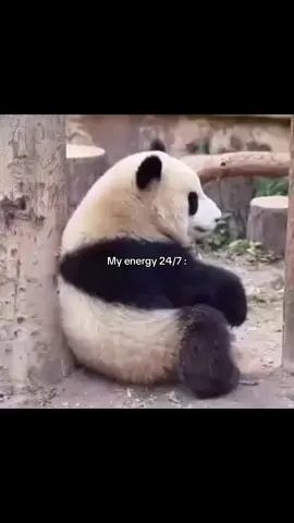 Low battery tiap saat🫠 #mood #panda #pandas #pandababy #cuteanimals #energy #introvert #core #ngakak #pov #soundviral #fyp #slowliving #lowenergy 