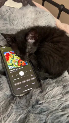 not a lot, just forever…. #cat #kitten #kitty #music #notalotjustforever #adriannelenker #relatable #trending #fyp 