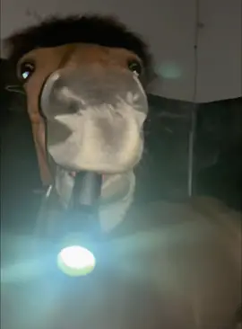 Interesting horses 🐎 #foryou #fypシ #funnyvideo #usa🇺🇸 #horses #horsesoftiktok 