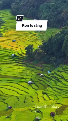 Rộng bậc thang Kon Tu Rằng - Măng Đen mùa lúa chín #tuanthichbay #canhdepthiennhien #kontum #mangden_kontum 