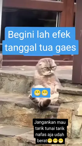 #video #kucinglucu