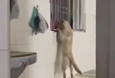 😂😂😂#dog #pet 