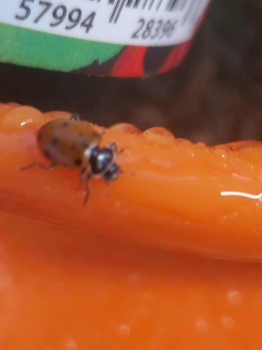 #ladybug #garden #farm #ranch #greenhouse #gardening #help #funny #friend 