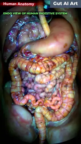 Sitting is Killing Your Gut Animation | Gut Health | Human Anatomy | Gut AI Art | 11#SittingKills #GutRot #OfficeBelly #DeskJobDisaster #guthealth #aff 