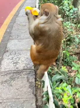 Angry monkey #monkey #funnyvideos #animals #foryou #fyp 
