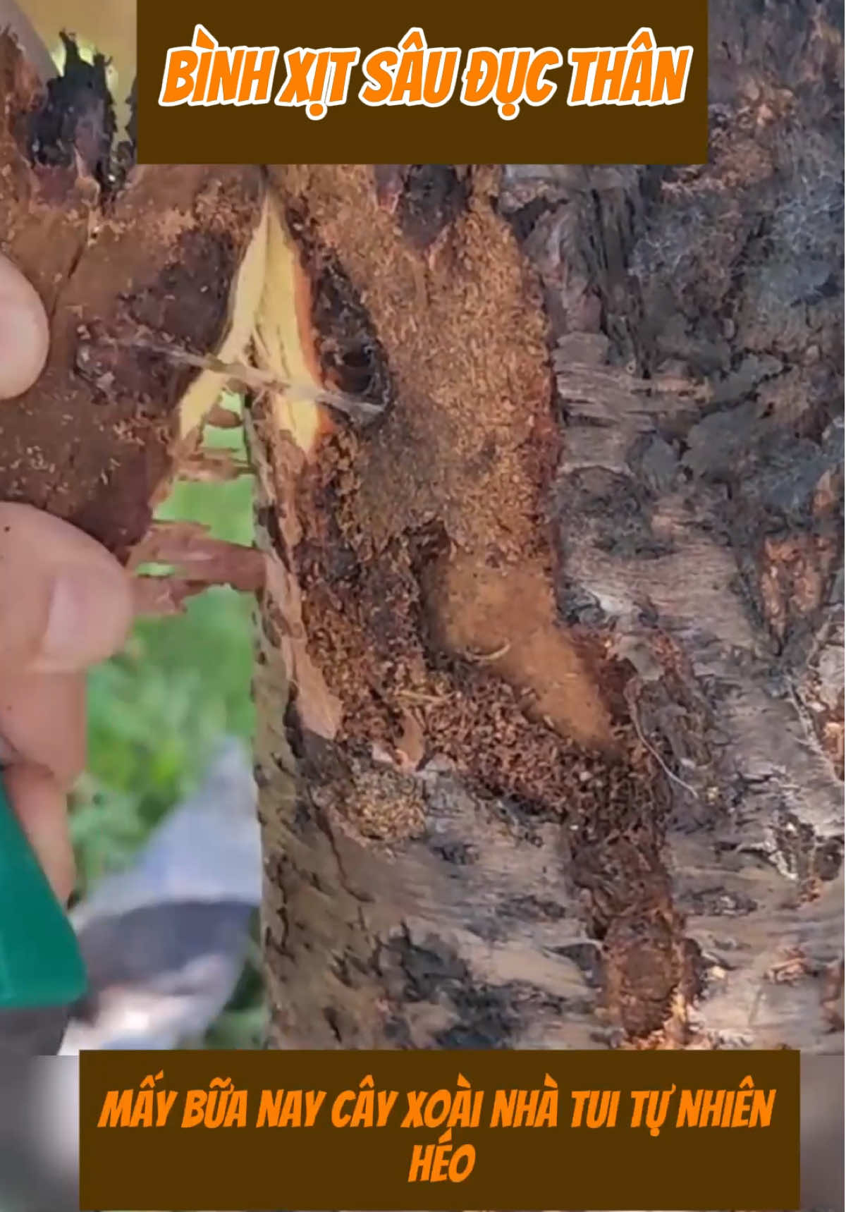 Chai xịt sạch sâu đục thân #nôngnghiệp #dungculamvuon #câycảnh #câytrồng #xuhuong #vườn 