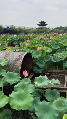 🌸 “Xuân có trăm hoa, hạ có sen” Ta tìm đến vì sen, cũng vì sen mà nán lại 🍃 Hồ Huyền Vũ những ngày này, sen nở rộ như tranh vẽ — nhẹ nhàng, thanh thoát, như chạm vào được cả mùa hè dịu êm. #HoaSen #lienhoa #HồHuyềnVũ #PhongCảnhThiênNhiên  #CảnhĐẹpChữaLành #hoasen #hohuyenvu #canhdepthiennhien #phonghoatuyetnguyet #canhdepchualanh #namkinh #tlst #tuyetlacsontrang #vkr #vkarry 