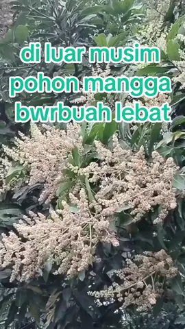 pupuk cair booster mangga #pupukcairboostermangga  #untuk  #meningkatkan  #hasilpanen 
