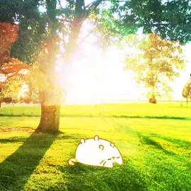 this is how laying in the grass on a sunny day feels ☀️ #pusheencat #pusheengirl #cat #pushermeme #ilovepusheen #pusheencatbox #swag #hashtag #eyeofrah 