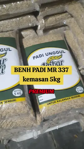 BENIH PADI MR 337 kemasan 5kg #mr337 #mr337🌾 #benihpadi #bibitpadi #petani #padi #pertanian #petanimuda #petaniindonesia🇮🇩🇮🇩🇮🇩🌿🌿 #petanimilenial #cuantanpabatas #gajiansale #wibgajian #belilokal #promoguncang #promoguncang55 