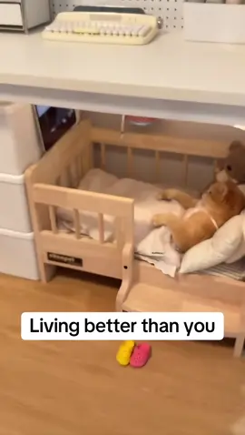 #catsoftiktok #catlover 