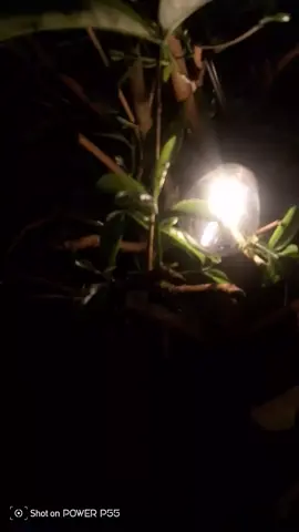 yang cari lampu dekorasi ini apa dari rekomendasinya harganya juga murah ada yang 10 meter dan ada juga yang 15 meter #lampu #lamputaman #lampucafe #lampuoutdoor #lampuledoutdoor #fyp #trending #al13shop 