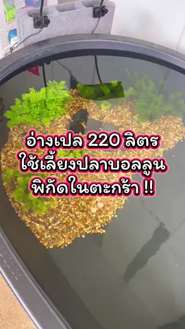 อ่างเปล 220 ลิตร ใช้เลี้ยงปลาบอลลูน พิกัดในตะกร้า !!#อ่างเปล #อ่างเปลผสมปูน #อ่างผสมปูน #อ่างผสมปูนเลี้ยงปลาทอง #อ่างผสมปูนอเนกประสงค์ #อ่างปลา #อ่างเลี้ยงปลา #เลี้ยงปลา #เลี้ยงปลาสวยงาม #ปลาสวยงาม #ปลาบอลลูน #ปลาหางนกยูง 