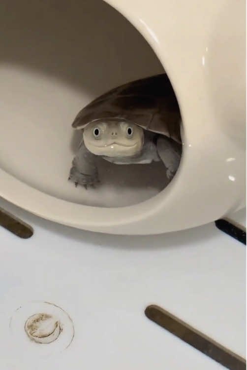 “Cute turtle”#fyp #foryou #viral #animals #pet #cute 