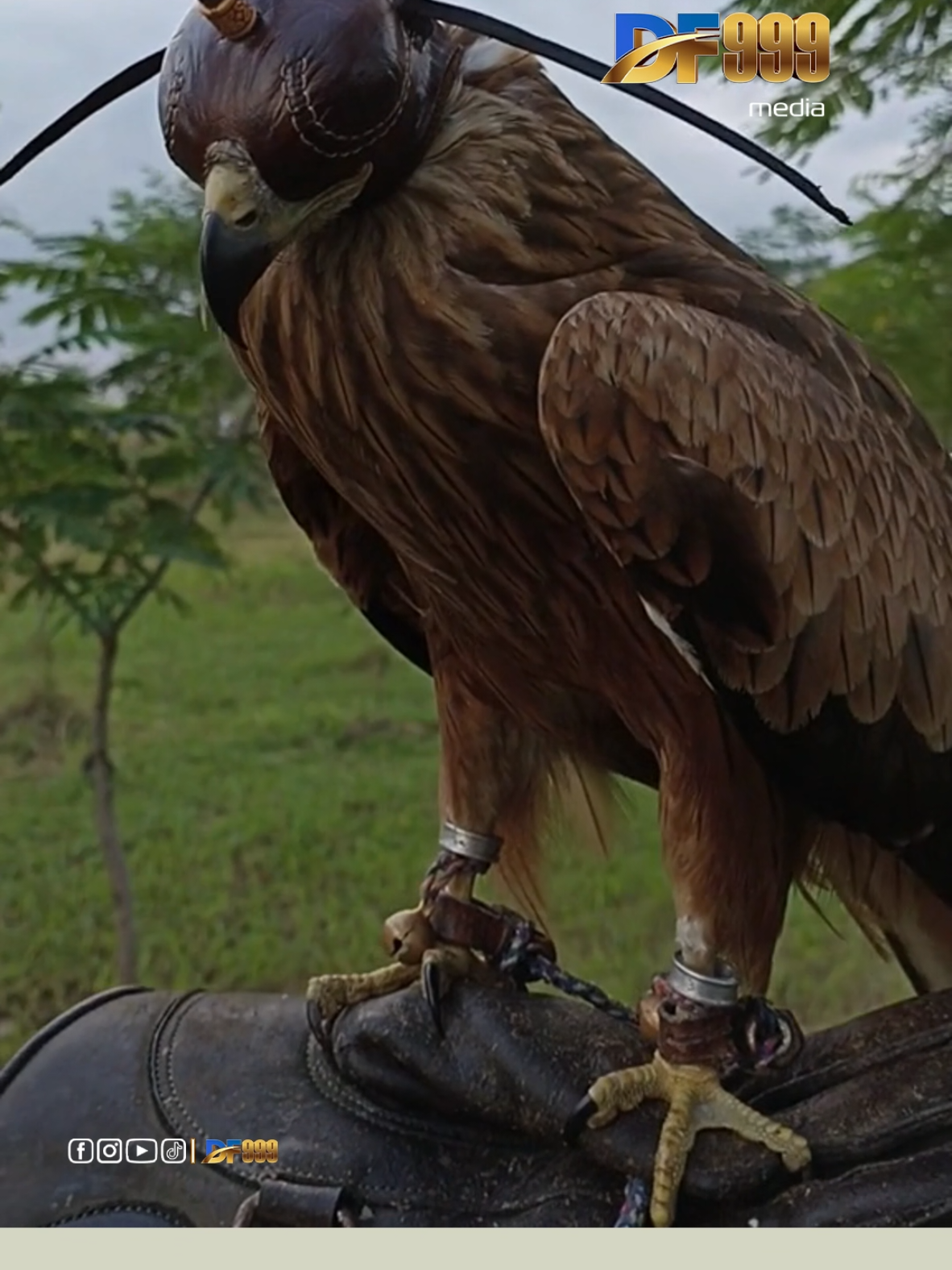 Tại Sao Phải Đội Mũ Cho Đại Bàng #thegioidongvat #animals #kienthuc #xuhuong #fyp  #dongvat #DF999 #daibang 