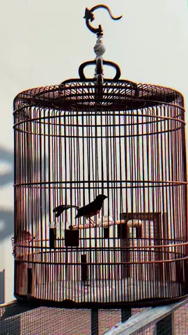 Permisi marajo mau lewat dulu bang. Burung nya Singo🦁 Ownernya Edan🦧 #kicaumania #kicaumaniaindonesia #kicaumanianusantara #muraibatu #murai #fyp #foryou #foryoupage #bird #birdsoftiktok 