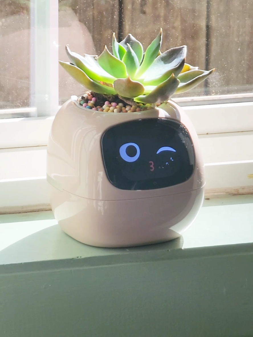 When your plant is cuter and smarter than you 😅🌱✨ Meet Ivy — the animated smart pot that tells you when your plant needs sun or water, winks at you, and snacks on screen while it “drinks” 💧🍪 Like… why is this my new favorite pet?? #ivy #ivysmart #SmartPlantPot #IvyPlantPot #WholesomeTech #PlantTok #HomeWithPersonality #tiktokshopcreatorpicks #houseplant #cute 