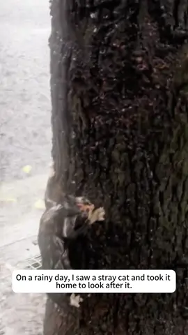 On a rainy day, I saw a stray cat and took it home to look after it.#rescue #animals #fyp #foryou #rescuecat 