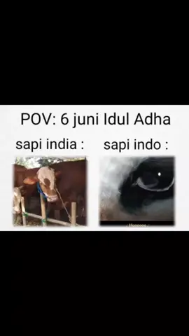sapi: aku pulaang tanpa bebaan #sapi #sapiindo #memes #memecut #qurban #india #sapiqurban #2025 #6juni #fyp 