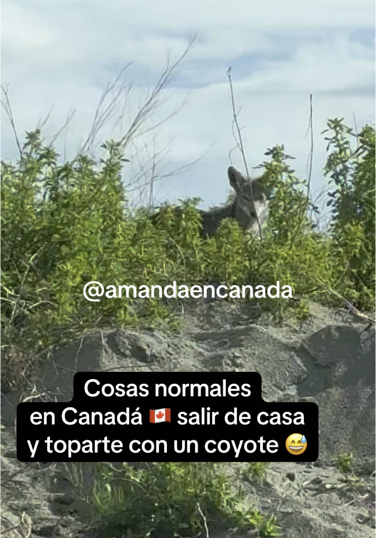 Salimos de casa y nos topamos con un coyote 😅 cosas que curiosas que nos han pasado en Canadá 🇨🇦 #canada #latinaencanada #mexicanosencanada #vidaencanada #momvlog 
