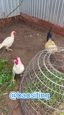 Chuối Cọp 4x 🇺🇸, 1x Campuchia 🇰🇭. @bao siting @BaoStingShop2 #fyp #xuhuong #hottrend #baosting 