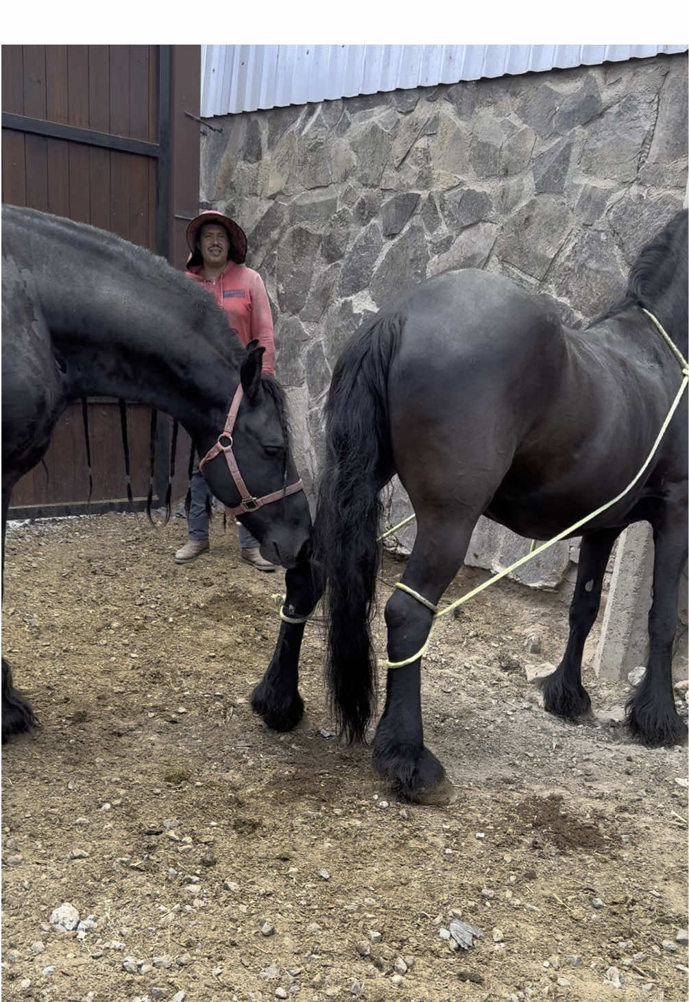 #MvzAndreamendoza #Veterinario #vet #Mvz #Stallion #Friesian #Frison 